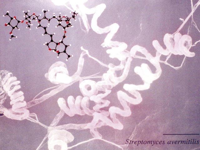 研究成果の顕現