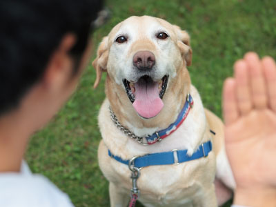 農医連携の教育・研究 農医連携の教育・研究