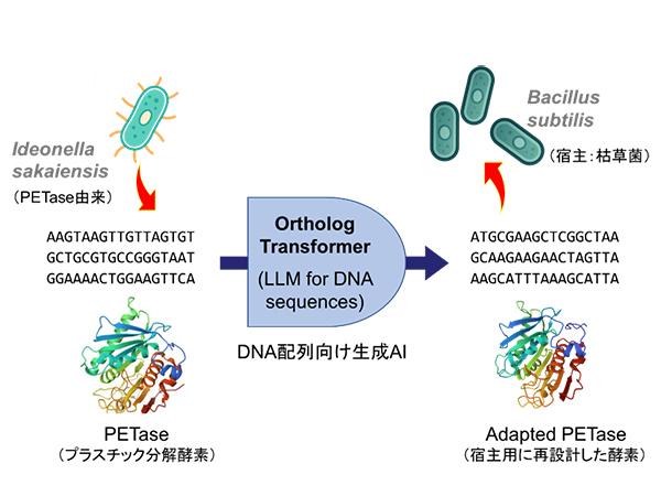 挿入図(研究の概要) 挿入図(研究の概要)