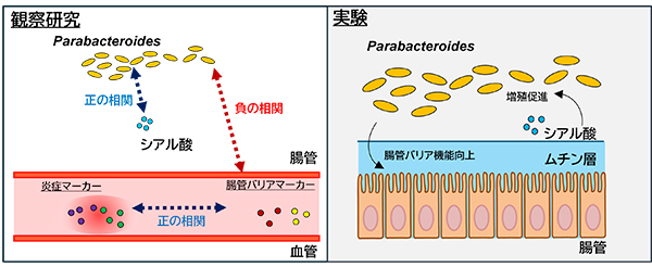 挿入図(本研究の概念図) 挿入図(本研究の概念図)